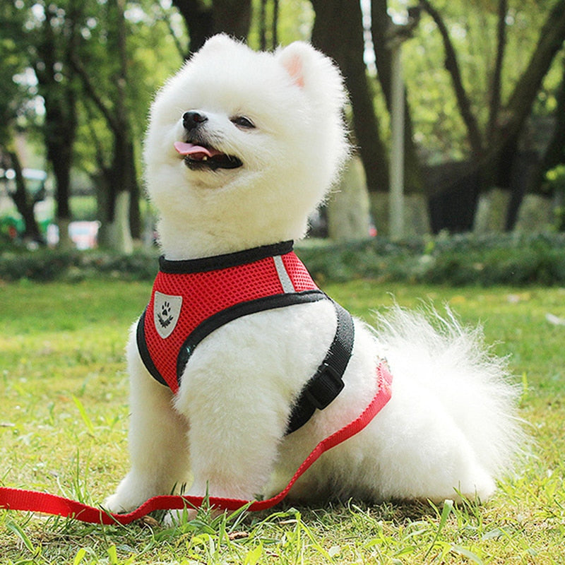 Pet Car Seat Belt Pet Leash