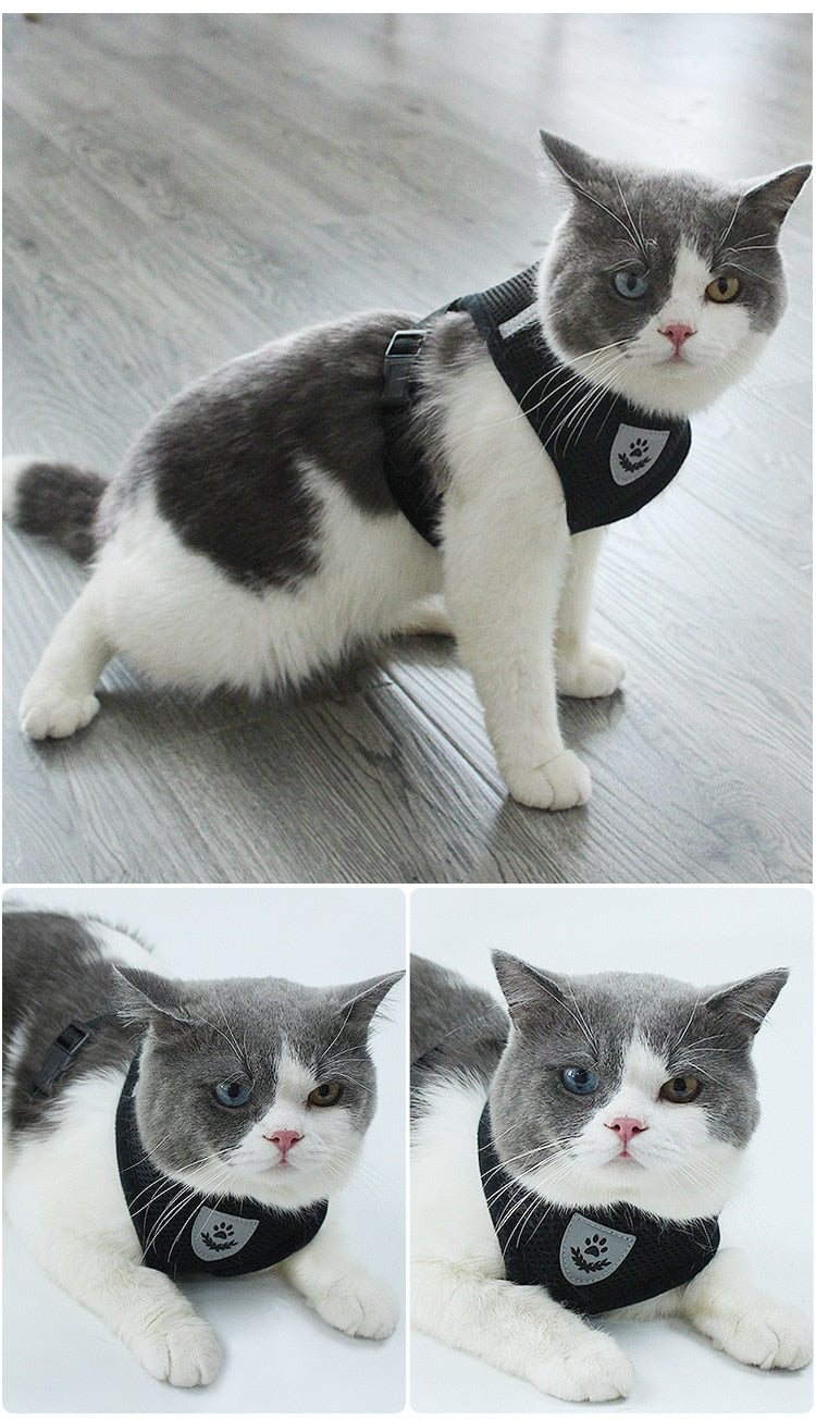 Pet Car Seat Belt Pet Leash